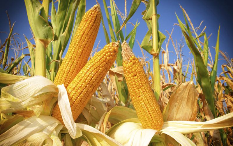GMO corn field