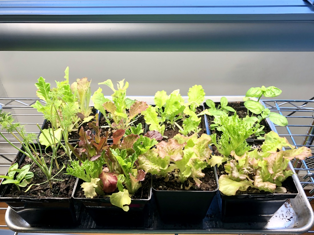 How to grow food inside