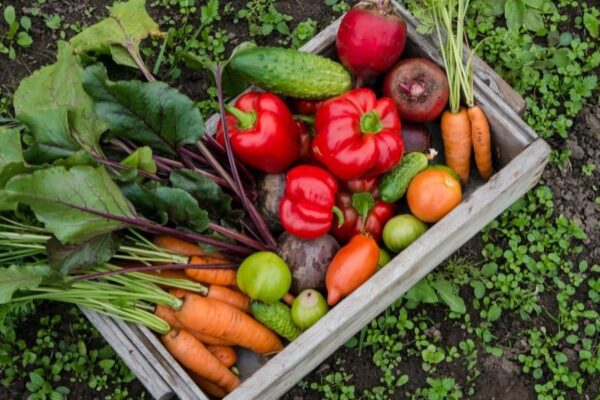 How-to-Get-Started-Growing-Your-Own-Food