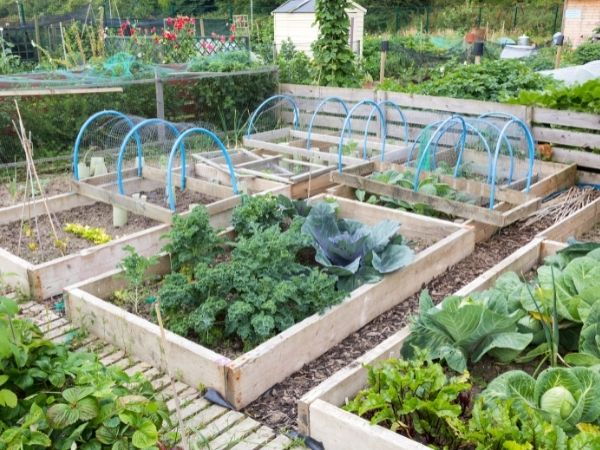 how to grow your own food - community garden