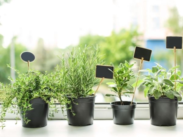 how to grow a garden indoors