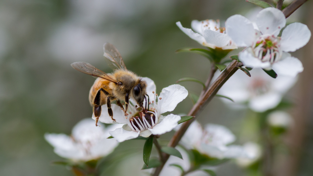 bumblebee on manuka flower